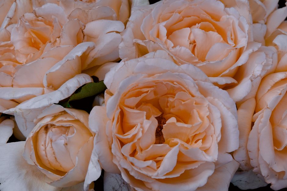 Roses pêche en bouquet, symbolisant l'admiration et la gratitude dans le langage des fleurs.