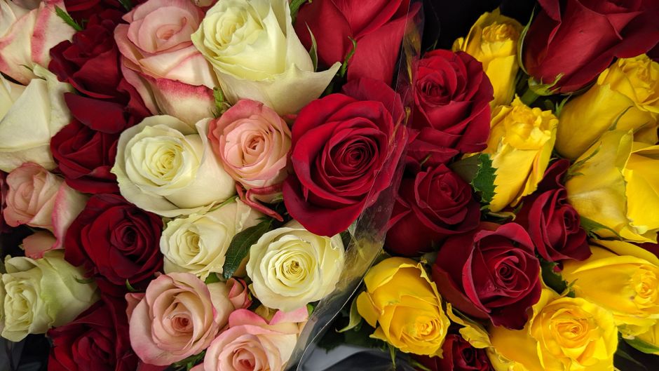 Bouquets de roses rouges, blanches et jaunes, symboles de romance et de surprise, évoquant des films cultes.