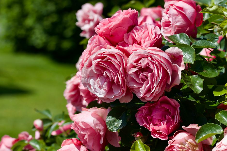 Roses roses en pleine floraison, symbolisant l'amour et l'amitié, avec un fond de verdure.