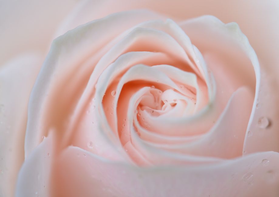 Gros plan sur une rose rose pâle avec des gouttes d'eau, symbolisant l'amour et la beauté dans le langage des fleurs.
