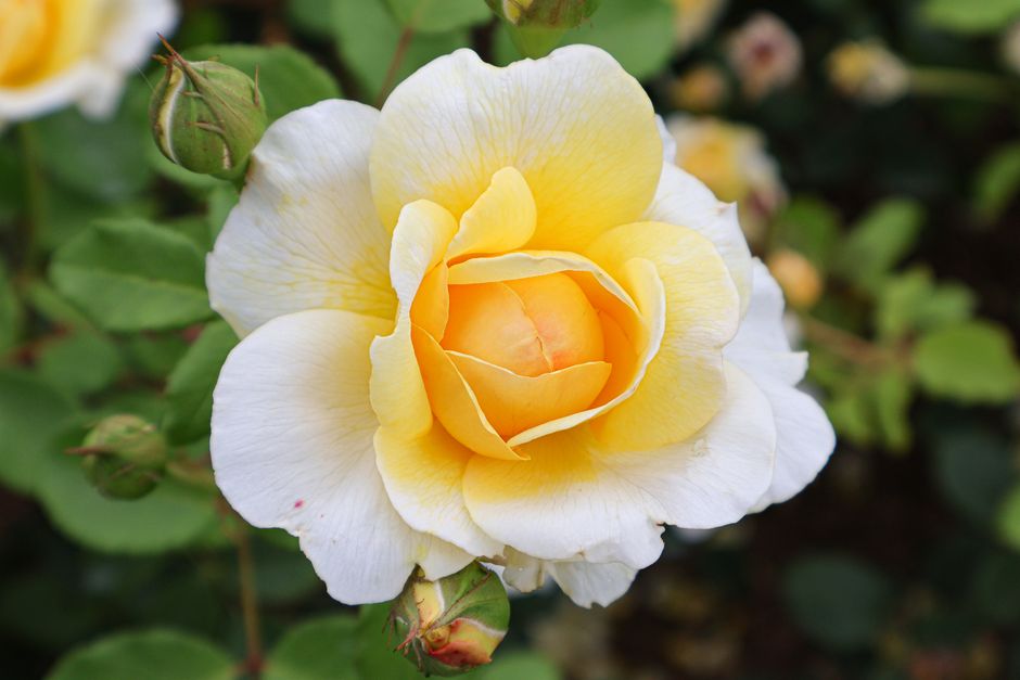 Rose jaune et blanche en pleine floraison, symbole d'amour et d'amitié dans le langage des fleurs.