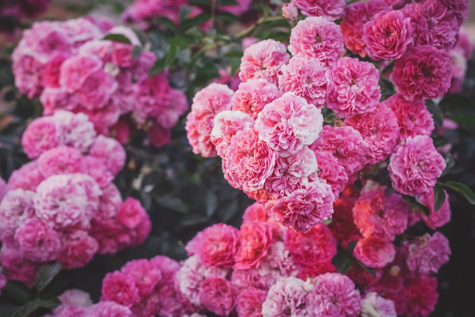 Bouquet de fleurs roses en pleine floraison, illustrant la symbolique des couleurs dans le choix floral.