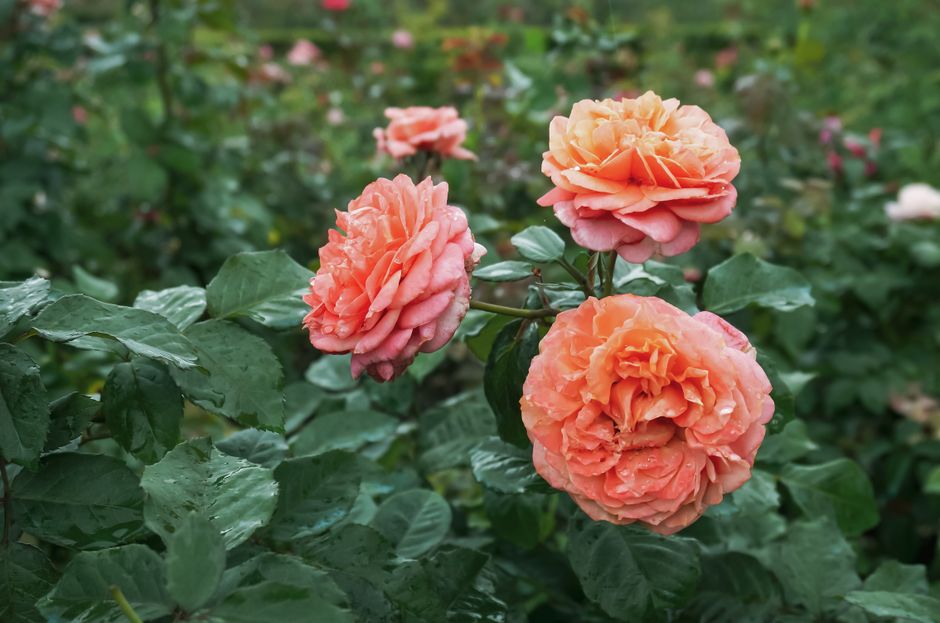 Roses pêche en pleine floraison, entourées de feuillage vert, illustrant la beauté des fleurs et leur symbolique.