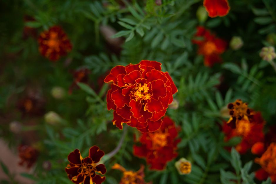 Fleurs rouges et orange avec feuillage vert, illustrant une décoration florale élégante et colorée.